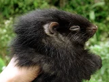 Giant Bushy-tailed Cloud Rat