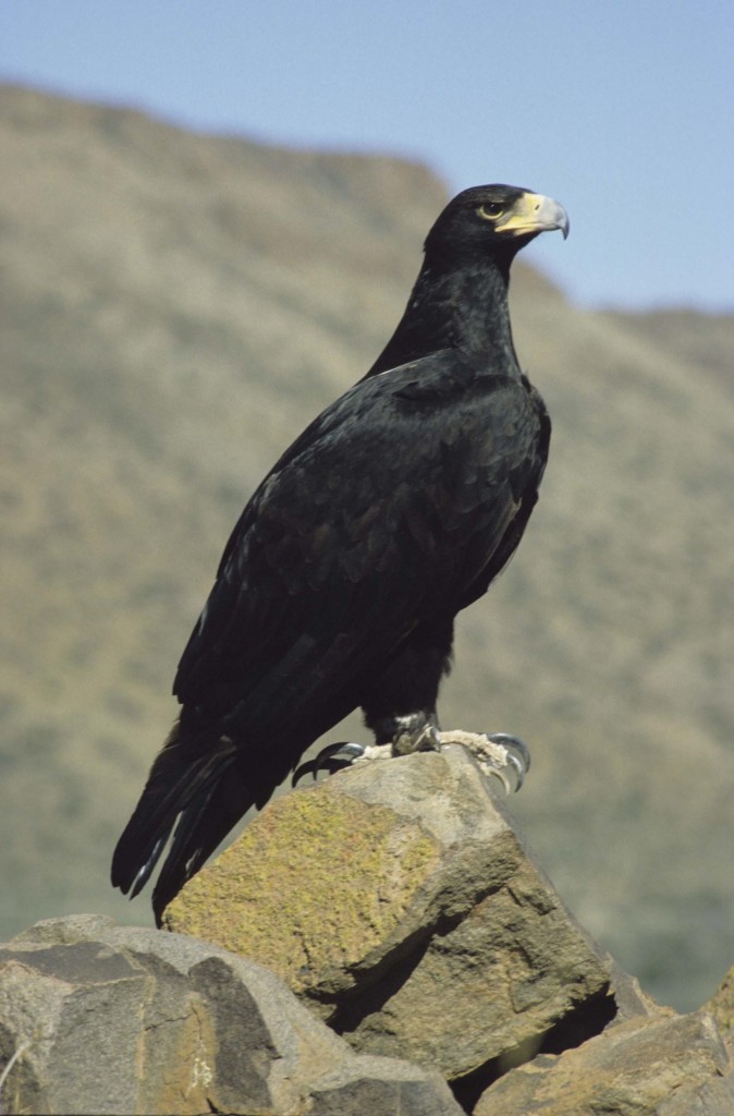 Black Eagle, Animal Database
