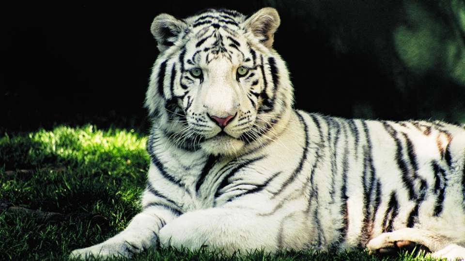 White Bengal Tiger, Animal Database