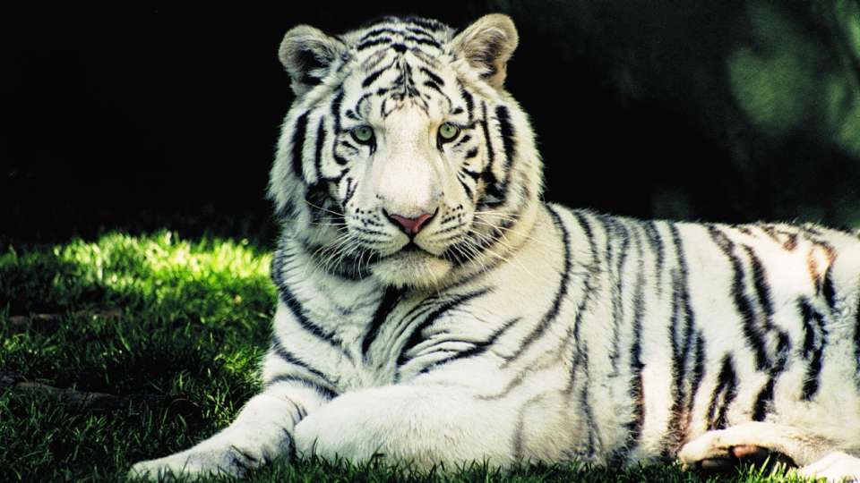 royal white bengal tiger