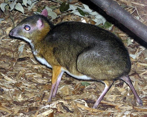 A Lesser Mouse-deer