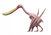 AMNH Pterodaustro guinazui