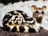 Banded Linsang