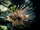 Broadbarred Firefish