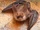 Brown Long-eared Bat