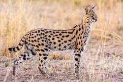 Serval Cat