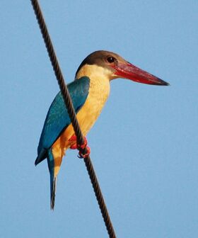 Stork-billed Kingfisher (1)