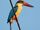 Stork-billed Kingfisher