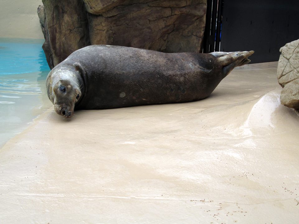 Seals Long Island Aquarium Animal Database Fandom