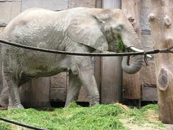 African Bush Elephant