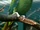 Blue-naped Parrot