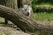 Grey Wolf7.webp (150 KB)