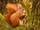 Red Squirrel