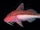 Blue-lined Goatfish