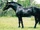 Friesian Sporthorse