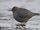 American Dipper