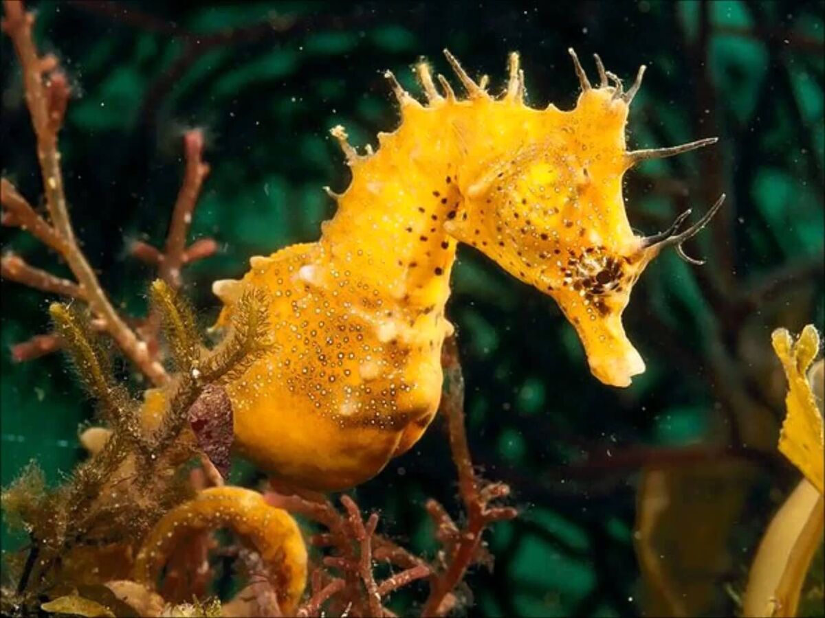 yellow seahorse