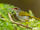 Rufous-fronted Tailorbird