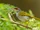 Rufous-fronted Tailorbird