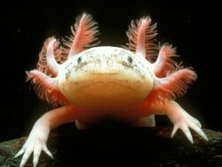 Mexican Axolotl.jpg