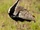 Black-bellied Bustard