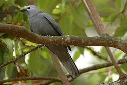 Greycuckooshrike