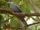Grey Cuckooshrike