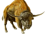 Bison occidentalis