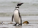 Magellanic Penguin
