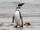 Magellanic Penguin