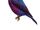 Purple-breasted Cotinga