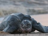 Leatherback Sea Turtle