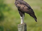 Long-crested Eagle