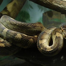 Scrub Python Animal Database Fandom
