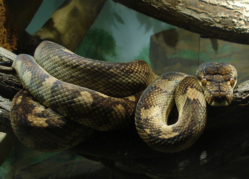 Pygmy python - Wikipedia