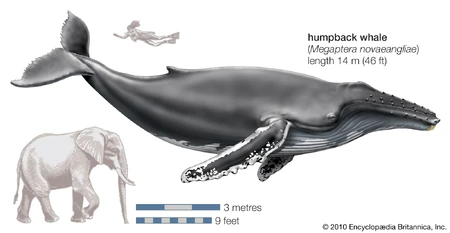 A size comparison to an elephant and of a whale.