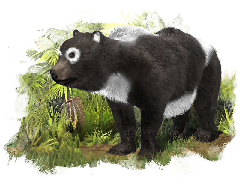 Kretzoiarctos | Animal Database | Fandom Kretzoiarctos | Animal Database | Fandom