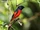 Short-billed Minivet