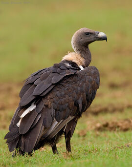 White-backed vulture, facts and photos