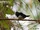 Cone-billed Tanager