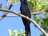 Black Scimitarbill