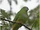 Blue-capped Fruit Dove