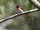 Little Minivet