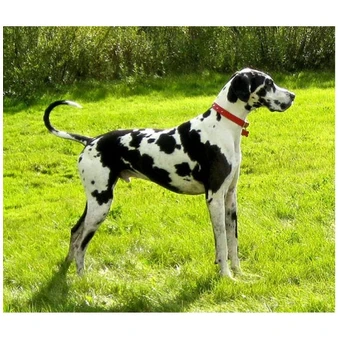 Great Dane