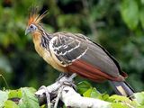 Hoatzin