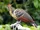 Hoatzin