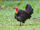 Australian Brushturkey
