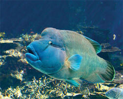 Humphead Wrasse | Animal Database | Fandom