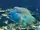Humphead Wrasse