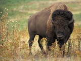 Bison